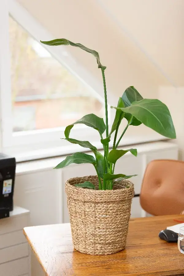 STEFFI BRISCH – Praxis STEFFI BRISCH – Praxis